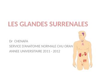 anatomie2an-glandes_surrenales.pptx